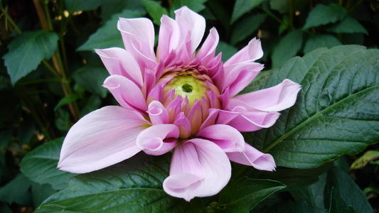 花之魂