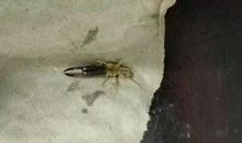 一只虫子的悲剧