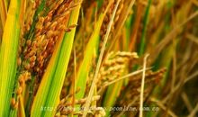 稻穗飘香的日子