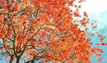 红枫下隐藏的恒心