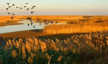 独一无二的苇草