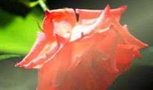 不属于这个年龄的镇定