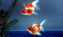 睁着眼睛睡觉的金鱼