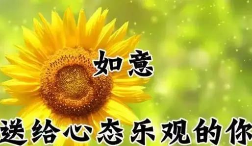 最美丽的伴侣