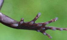 从生物学中发现美