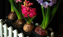 改写花之歌600字作文