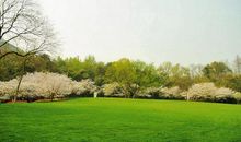 亲情永远绿色的春天