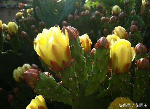 来自信仰的花朵