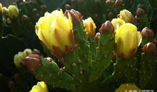 信念开出的花朵