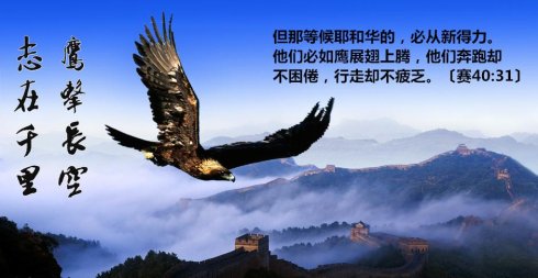鹰的变态