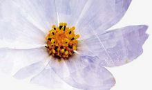 野菊花也有开放的权力