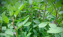 春风醉人的晚上