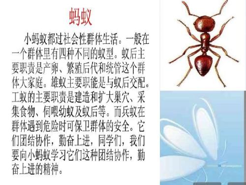 我的野外生活 - 观察蚂蚁