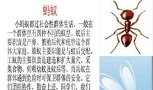 我的课余生活——观察蚂蚁