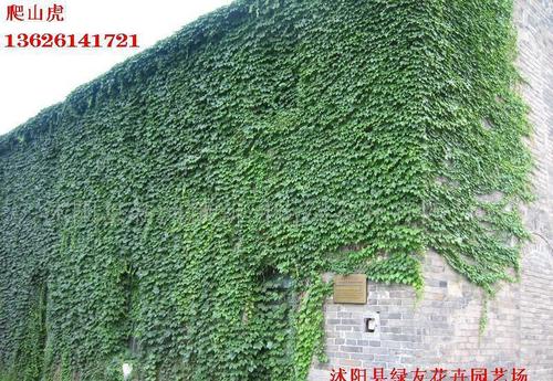 登山山虎