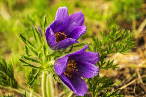 紫罗兰色花卉故事