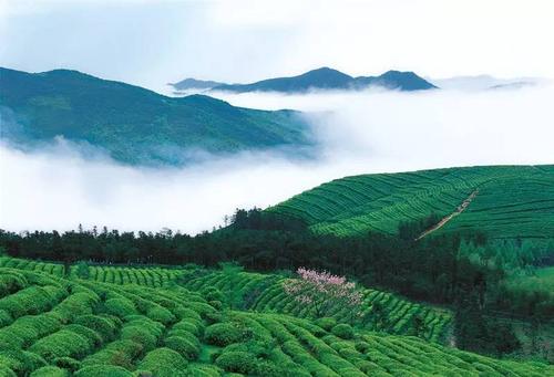 云茶在家乡