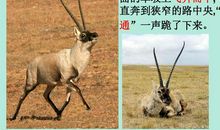 说说藏羚羊的故事