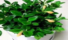 小金鱼睡觉大揭秘