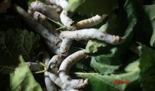 从蚕宝宝身上得到的启示