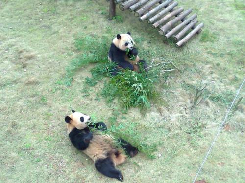我去动物园