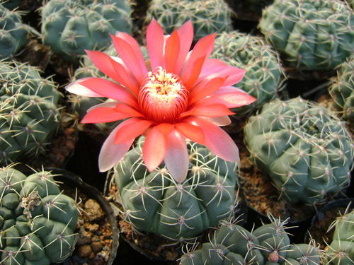 仙人掌开花