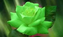 守候记忆中的一缕清香