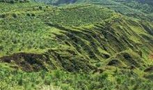 高原上的那抹绿色