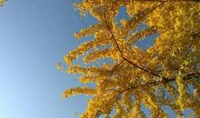 冬日·暖阳·银杏树