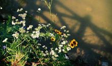 感恩的花开在散步的路上