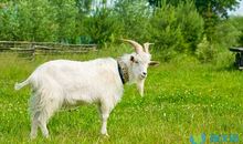 读《山羊不吃天堂草》有感