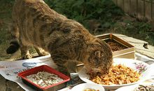 《小馿的大餐》读后感