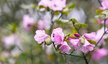 开出自己灿烂的花