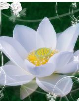 18岁，开花雨季