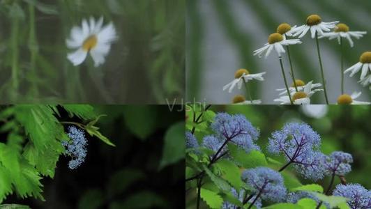 夏天的早晨雨