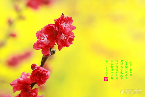 美丽的生活，春天开花
