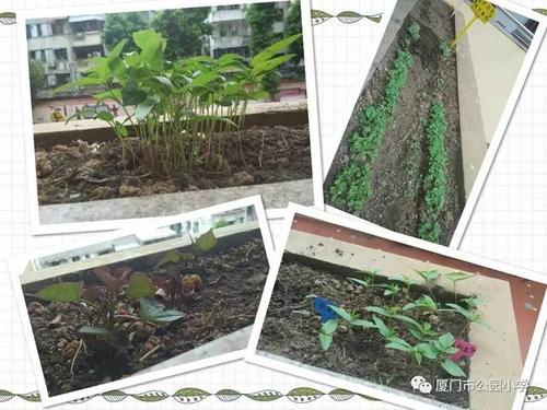 幸福的种子生根发芽
