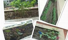 幸福的种子生根发芽