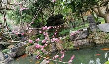 快乐的赏梅之旅