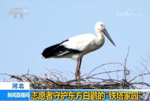 小爱鸟志愿者
