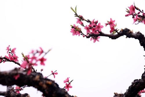 桃花充满了树枝。