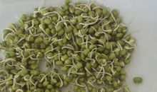 绿豆成长记两则