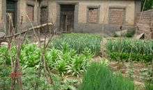 舅舅家的小院子