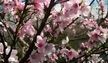 乡下的生活好美