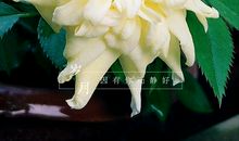 生活因静而精彩