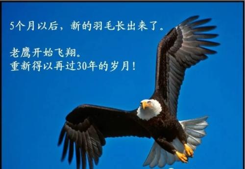 像一个鹰一样