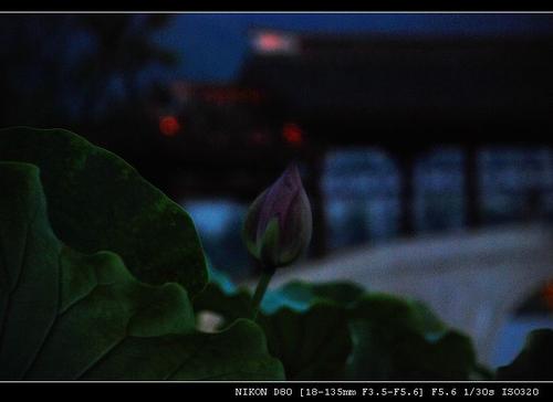 湘湖的夏夜