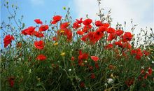 有善良的心才有真正的美丽