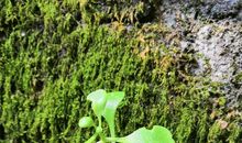 小草——顽强的生命力