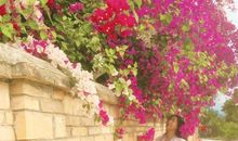 落花触动了我的心灵